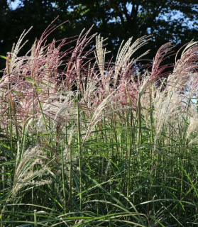 Miscanthus sinensis 'Kleine Fontäne'
